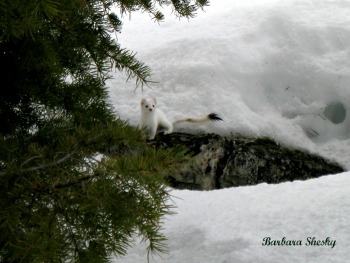 Herman the Ermine