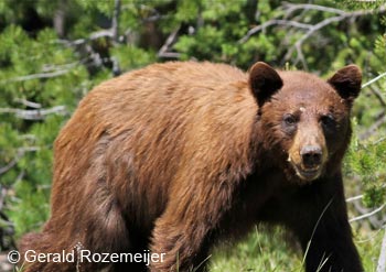 Discovery Bear