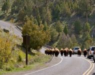 Bison on the Road