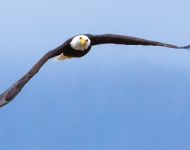 pg-Bald Eagle