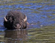 Photo Gallery BIson